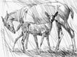 White Tails - Original Artist Etching