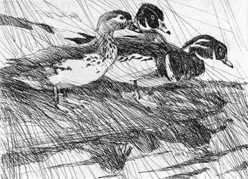 Wood Ducks - Etching